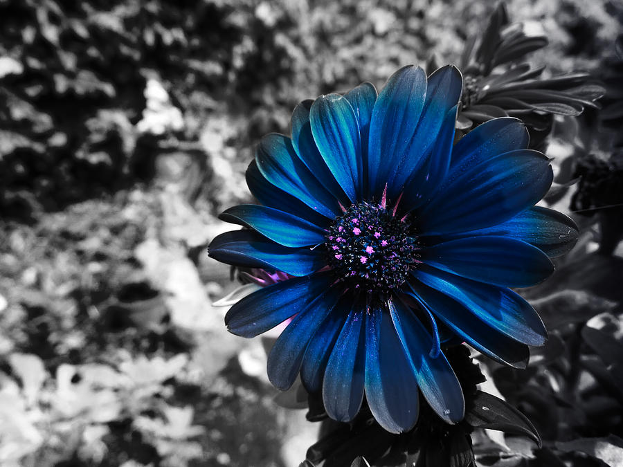 Blue flower surprise  Photograph by Nature Art