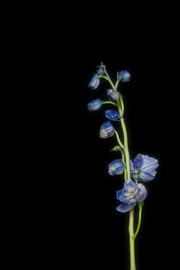 Delphinium in Blue Photograph by Sandi Kroll