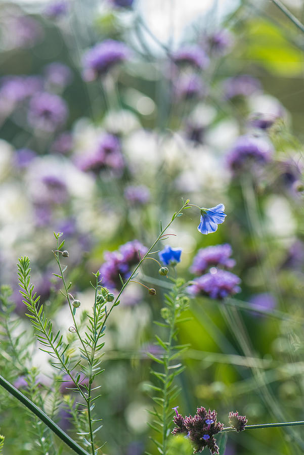 Blue flower Photograph by Veronika Roosimaa