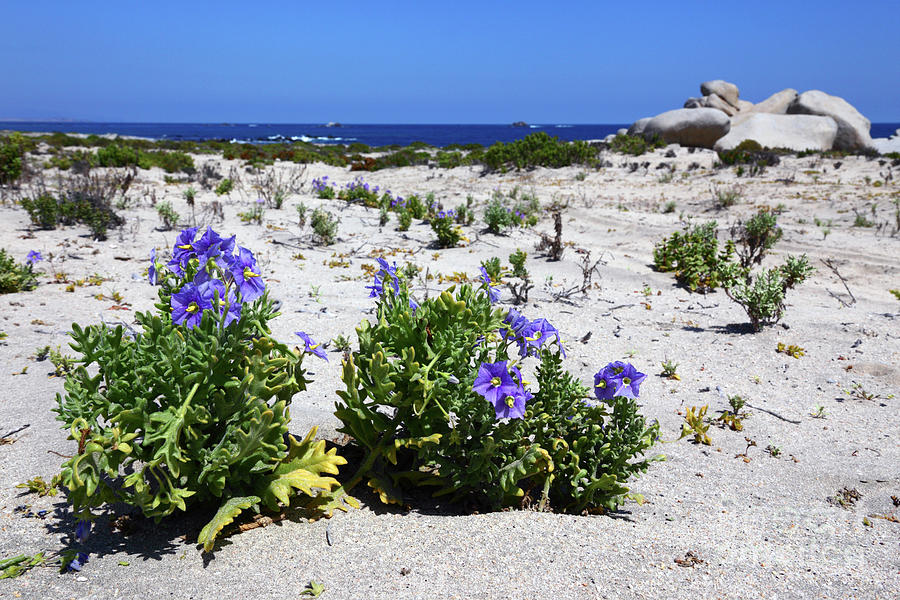Blue flowers and white sand dunes Chile Photograph by James Brunker