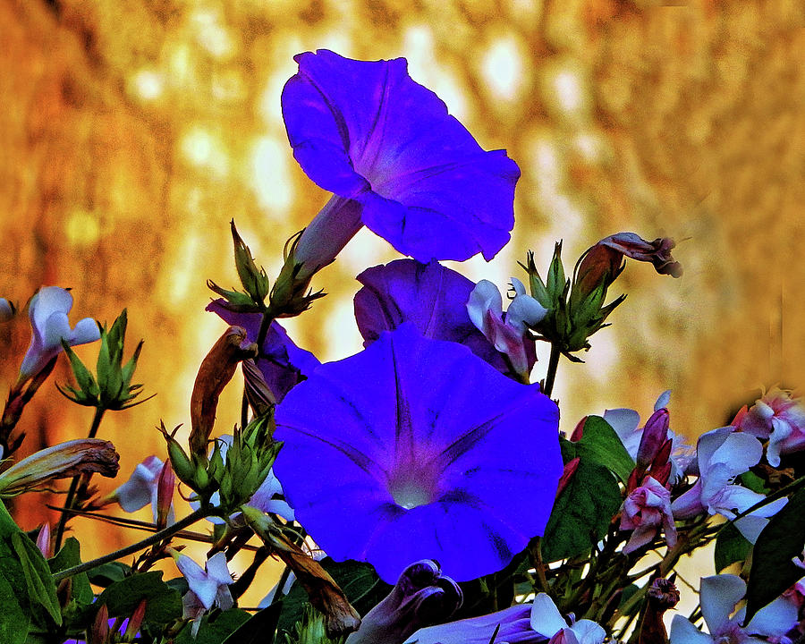 Blue Flowers Gold Photograph by Andrew Lawrence