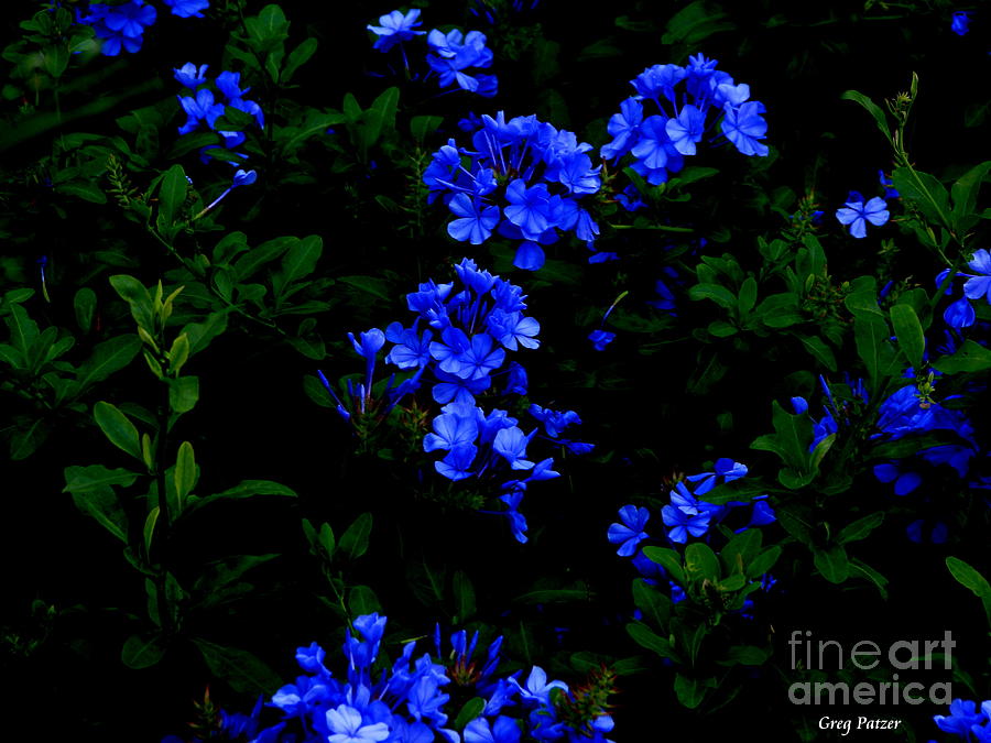 Landscape Photograph - Blue Flowers by Greg Patzer