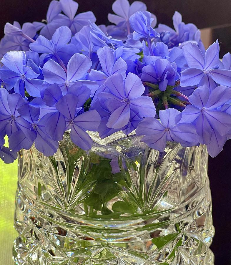 Blue flowers in crystal glass vase  Photograph by Lehua Pekelo-Stearns