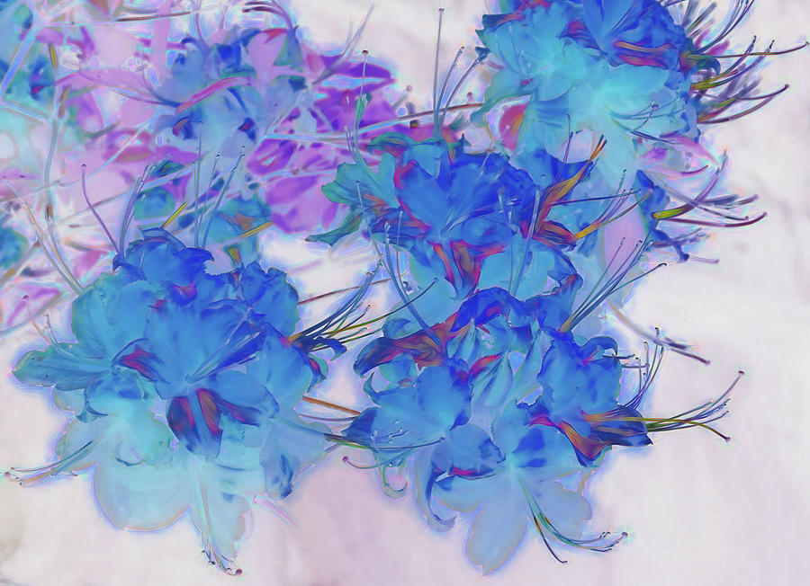 Blue flowers in Exclusion Fusion Photograph by Roberta Byram