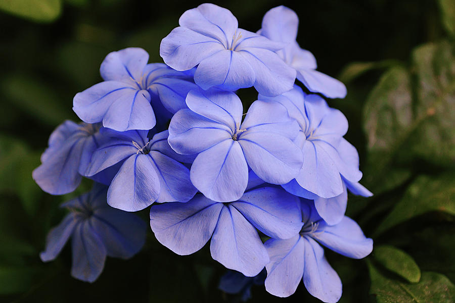 Blue Flowers Nature Bouquet Photograph