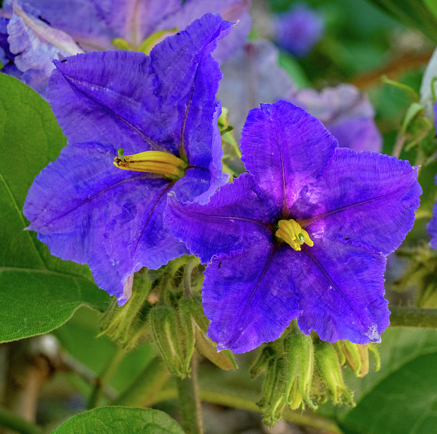 Blue Flowers of Potato Tree Photograph by Margaret Zabor