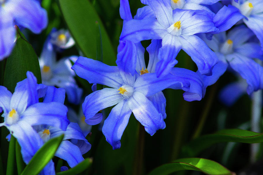 Blue flowers Photograph by Ron Roberts