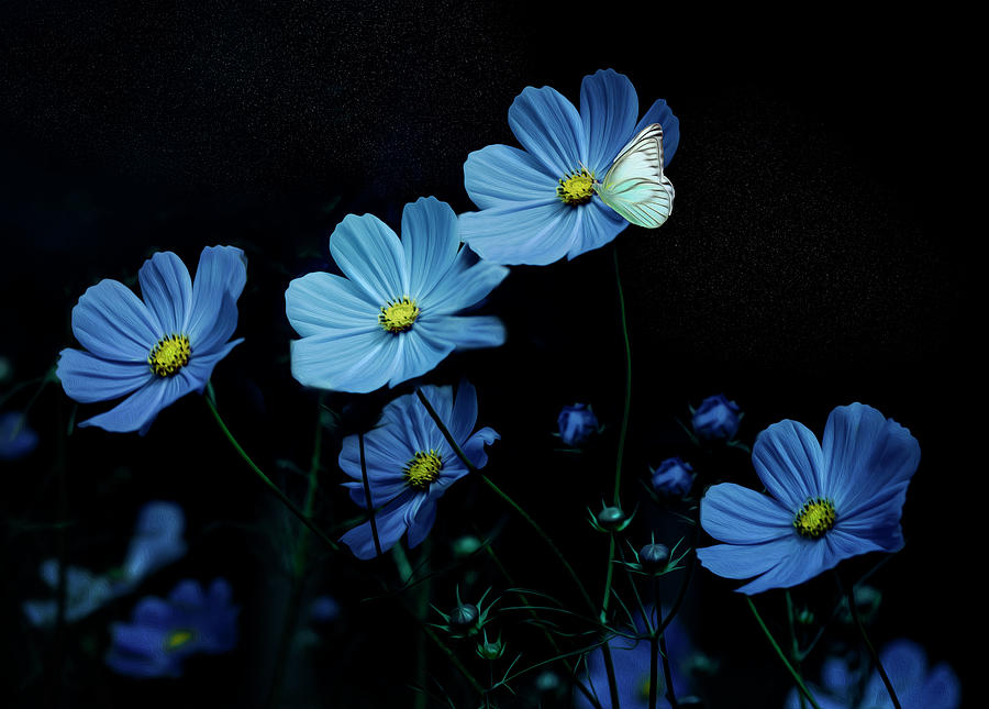 Blue Flowers with Butterfly Photograph by Deborah Penland