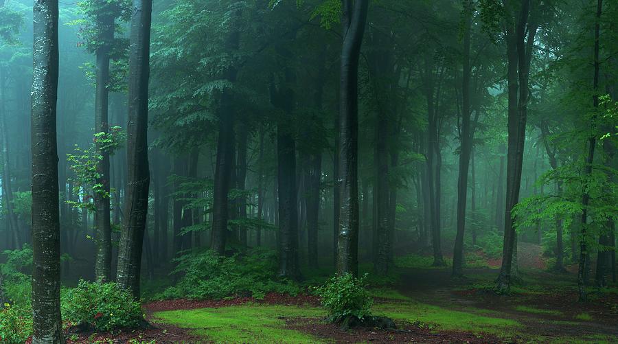Blue foggy forest panorama Photograph by Toma Bonciu