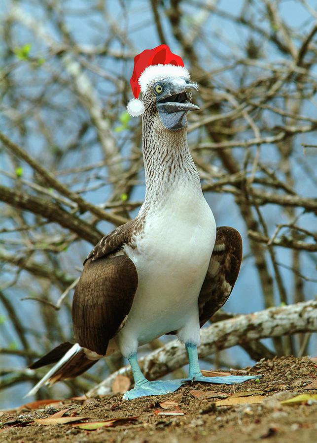 Blue-footed Boobie - Greeting Card Photograph by David Simchock