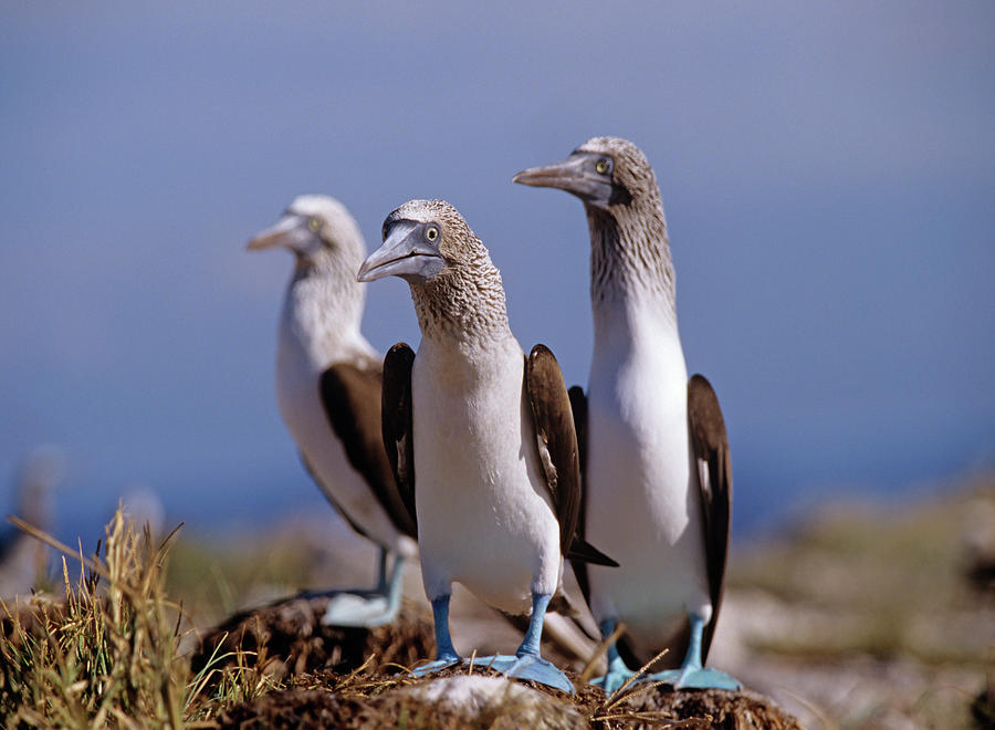 Nature Photograph - Blue footed Boobies by Tim Fitzharris