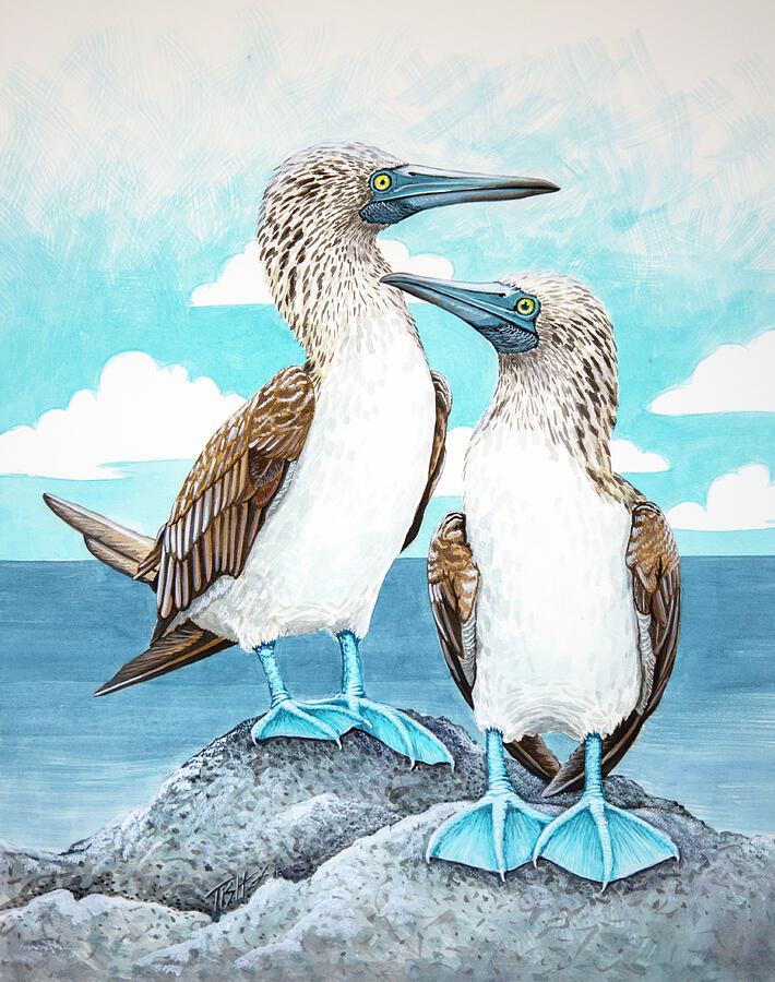 Blue Footed Boobies Painting by Tish Wynne