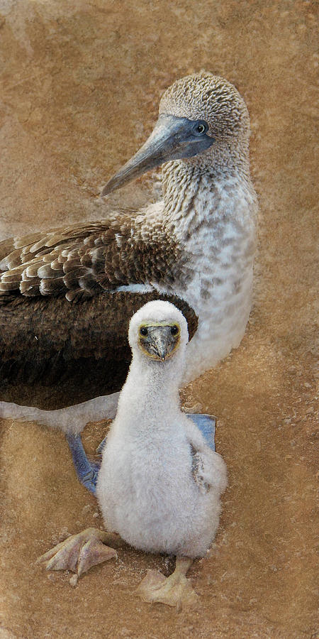 Blue Footed Booby 13A Photograph by Sally Fuller
