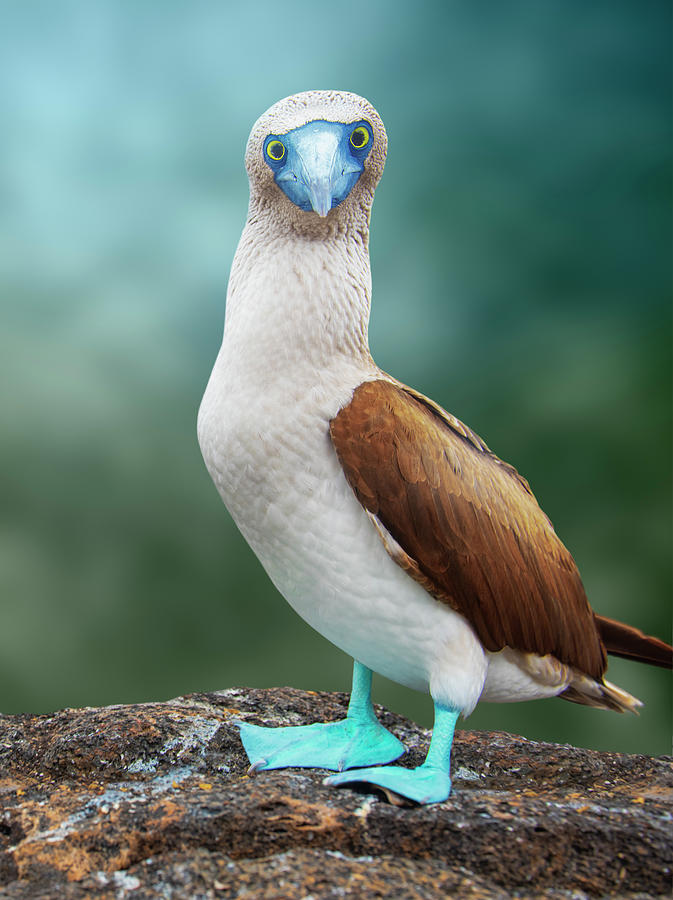 https://images.fineartamerica.com/images/artworkimages/mediumlarge/3/blue-footed-booby-2-antonio-busiello.jpg