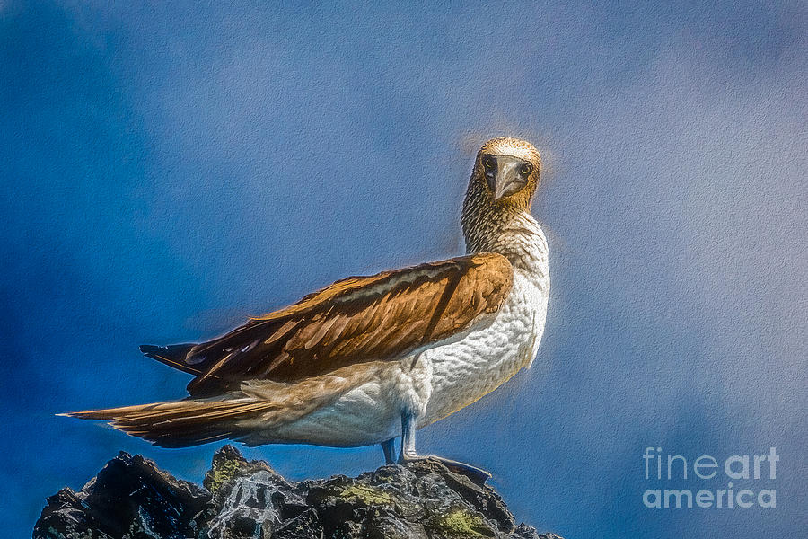 Blue-footed Booby 2 Photograph by Stefan H Unger