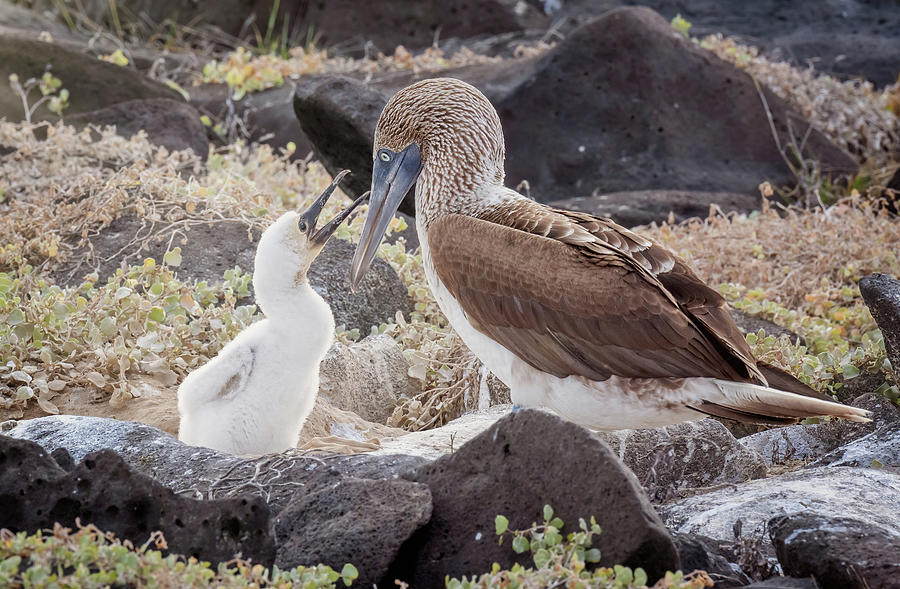Blue Footed Booby And Chick Photograph