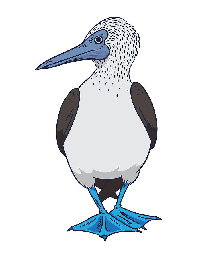 Blue Footed Booby Bird Galapagos Islands Gift Digital Art by P A - Fine ...