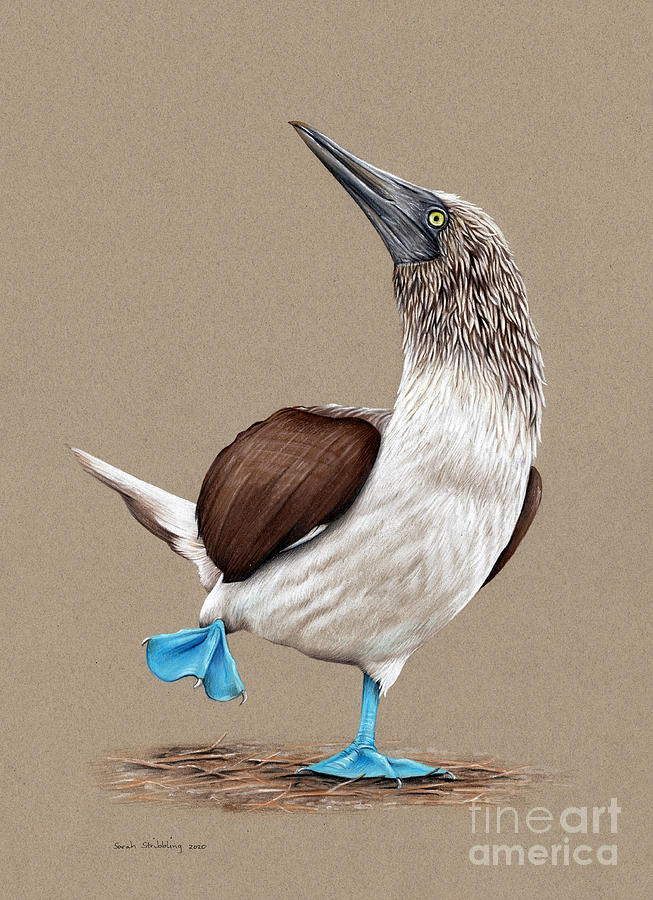 Bird Drawing - Blue footed Booby Bird by Sarah Stribbling