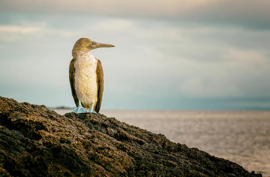 Blue-footed Booby Galapagos Islands II Photograph