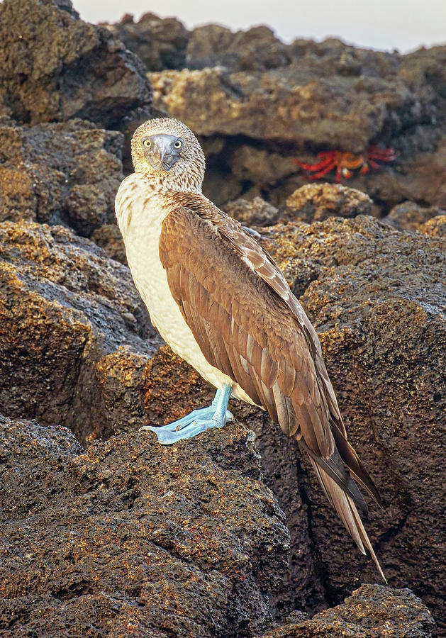 Blue-footed Booby Galapagos Islands Photograph by Joan Carroll