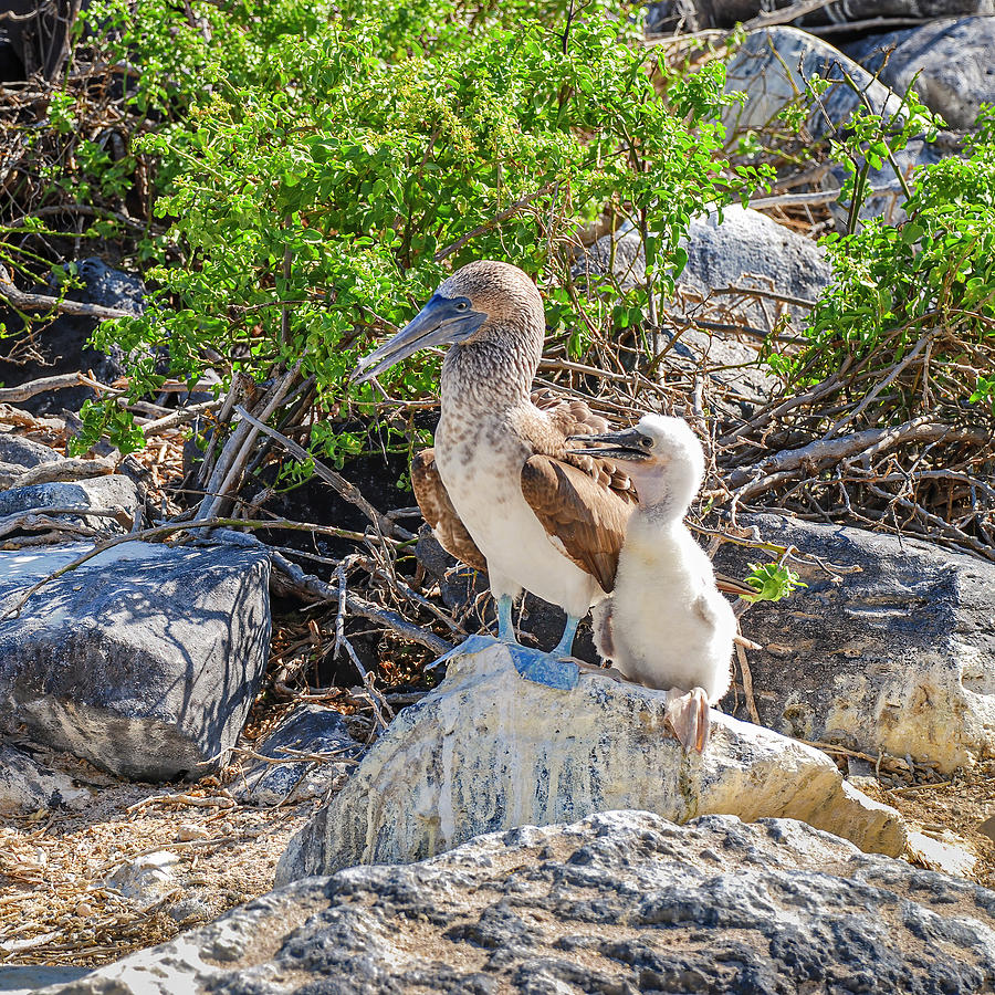Blue-footed Booby hen and her chick Photograph by Henri Leduc