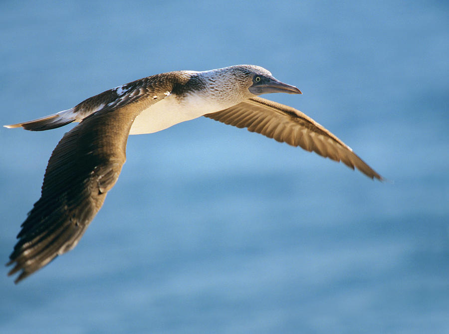 Nature Photograph - Blue footed Booby in Flight by Tim Fitzharris