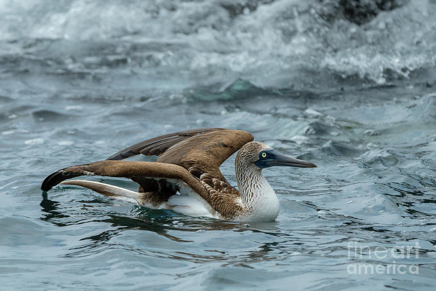Blue-footed Booby in Waves Photograph by Nancy Gleason