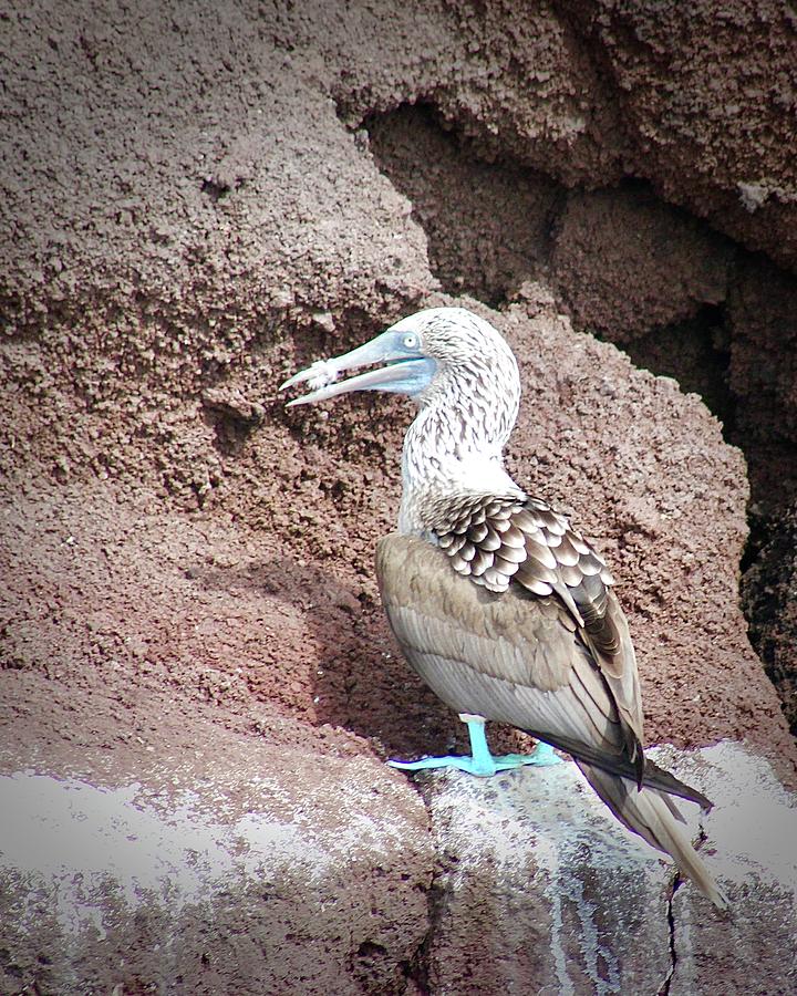 Blue-footed Booby Photograph by Joy Buckels