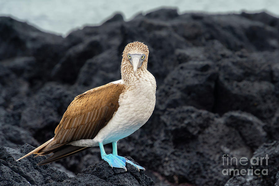 Blue-footed Booby of Floreana Photograph by Nancy Gleason