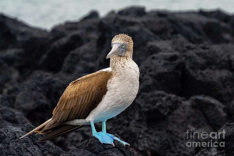 Blue-footed Booby on Lava Rock Photograph by Nancy Gleason