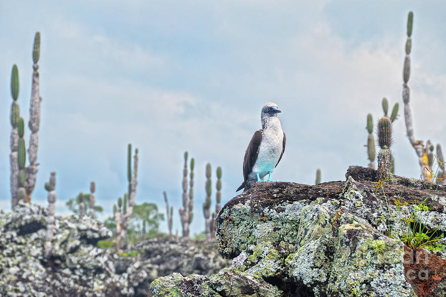 Blue-Footed Booby on Lichen Lava Rock Photograph by Catherine Sherman
