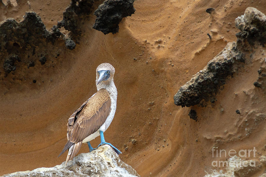 Blue-Footed Booby on Rock Photograph by Nancy Gleason