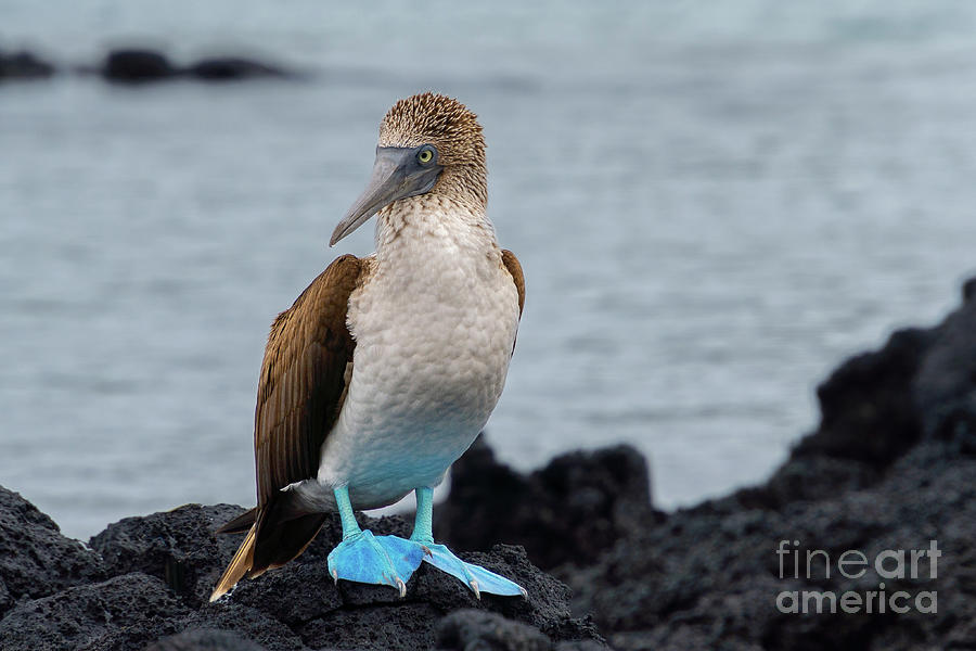 Blue-footed Booby on Shore Photograph by Nancy Gleason