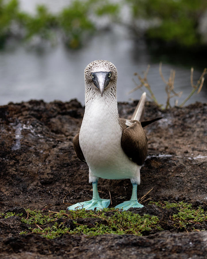 Blue-Footed Booby Portrait Photograph by Alex Mironyuk - Fine Art America