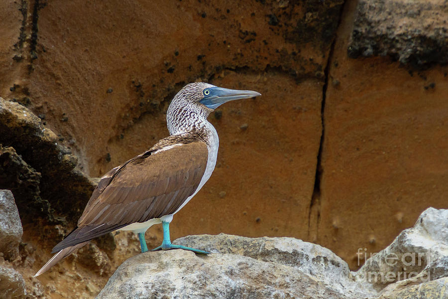Blue-Footed Booby Portrait Photograph by Nancy Gleason