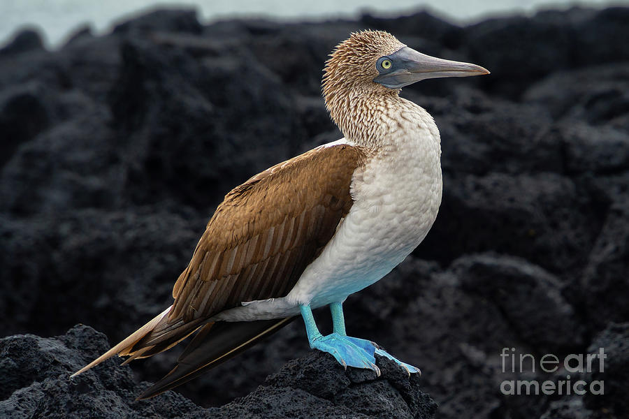 Blue-footed Booby Profile Photograph by Nancy Gleason
