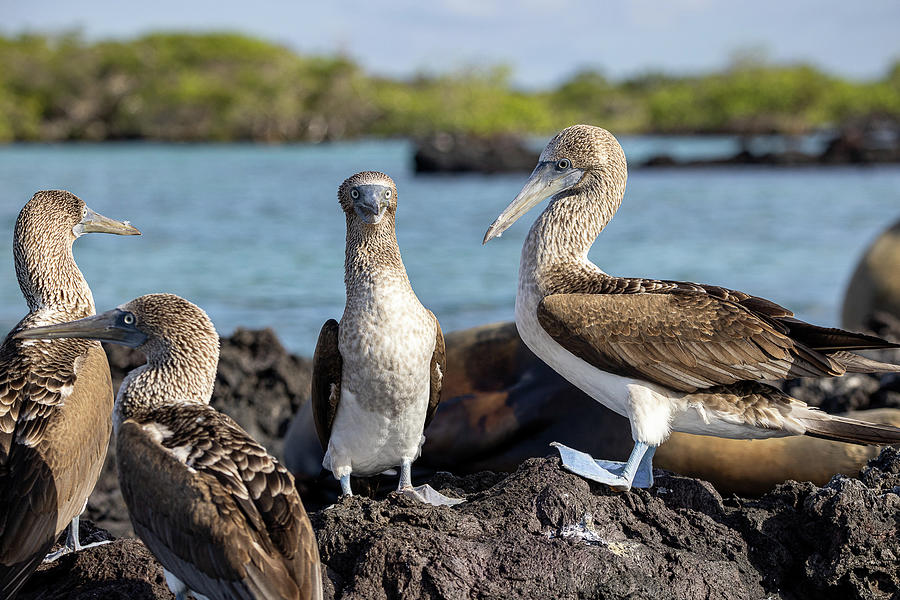 Wildlife Photograph - Blue-Footed Booby Squad by Alec Klobuchar
