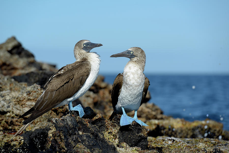 Blue-footed Booby, Sula nebouxii, on rocks, Punta Moreno, Isabela Island, Galapagos Islands, Ecuador Photograph by Kevin Oke