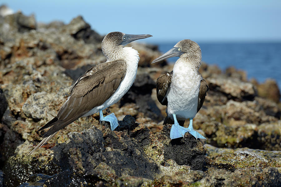 Blue-footed Booby, Sula nebouxii, Punta Moreno, Isabela Island, Galapagos Islands, Ecuador Photograph by Kevin Oke