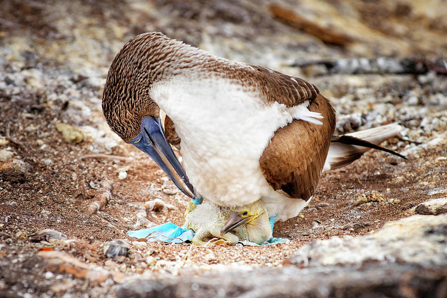 baby blue footed booby