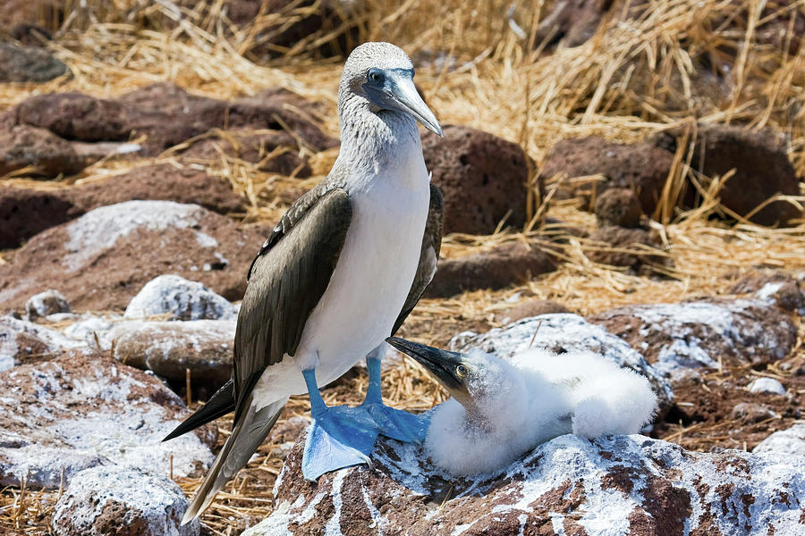 Blue-footed Booby With Chick Photograph by Sally Weigand