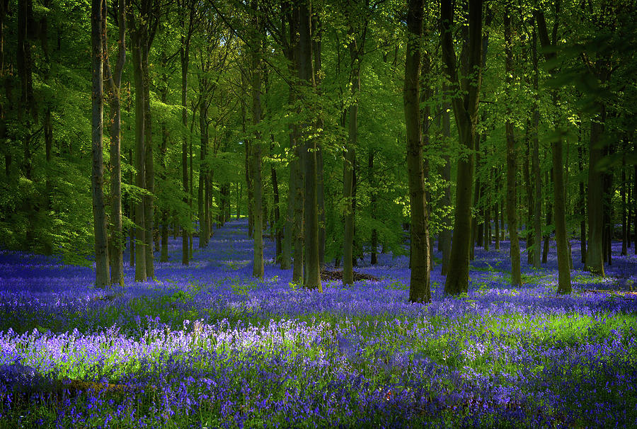 Blue forest 4 Photograph by Remigiusz MARCZAK