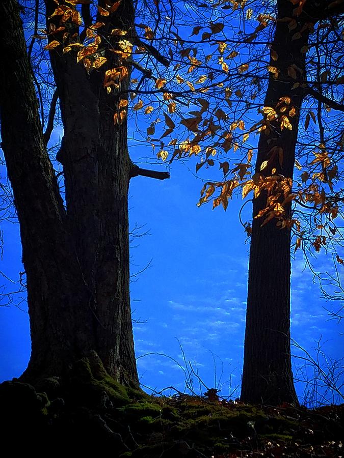 Blue Forest Photograph by Amanda Rae