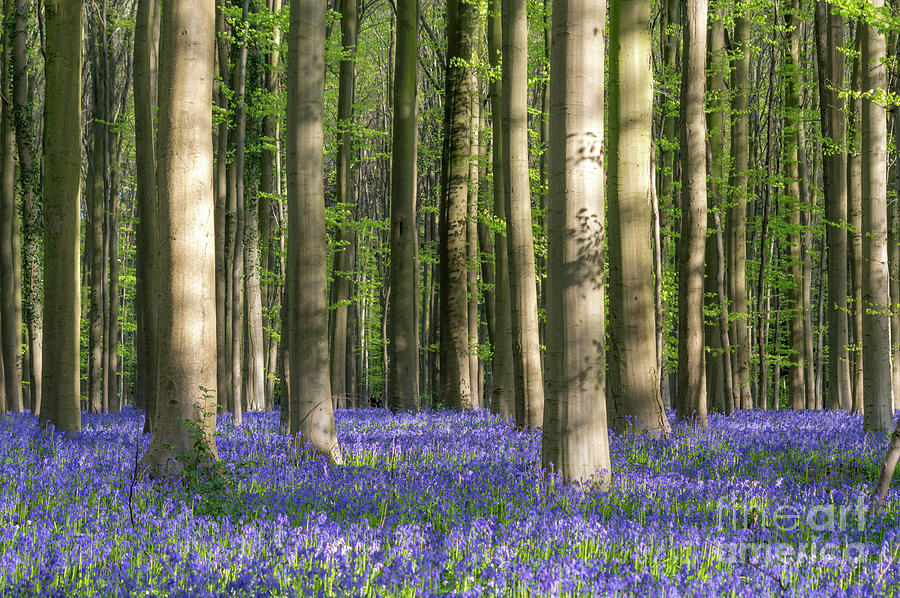 Blue Forest, Hallerbos, Belgium Photograph