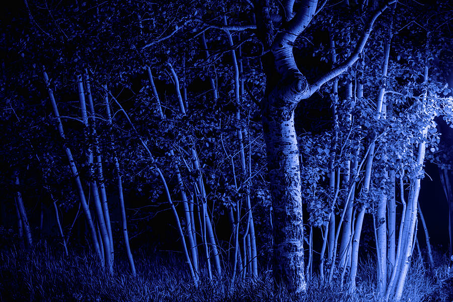 Blue Forest In the Night Photograph by James BO Insogna