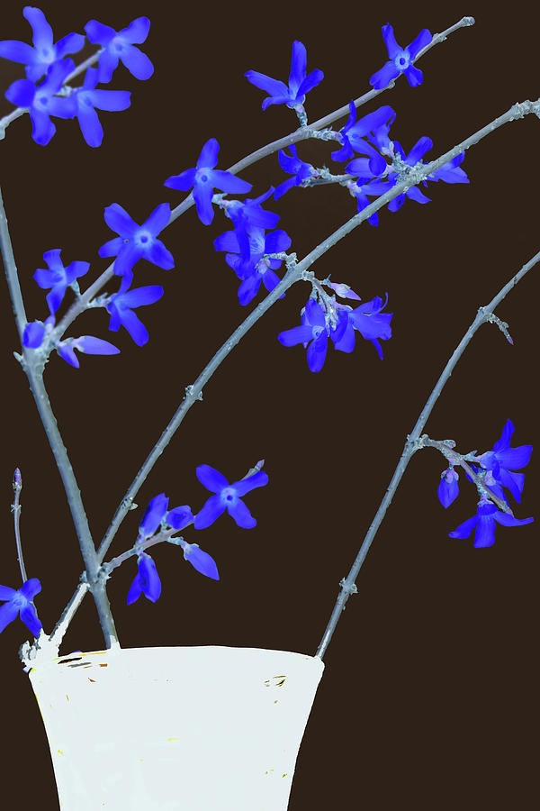 Blue Forsythia Photograph by Ira Marcus