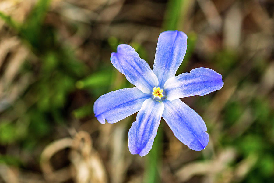 Blue Flower Photograph by Amelia Pearn