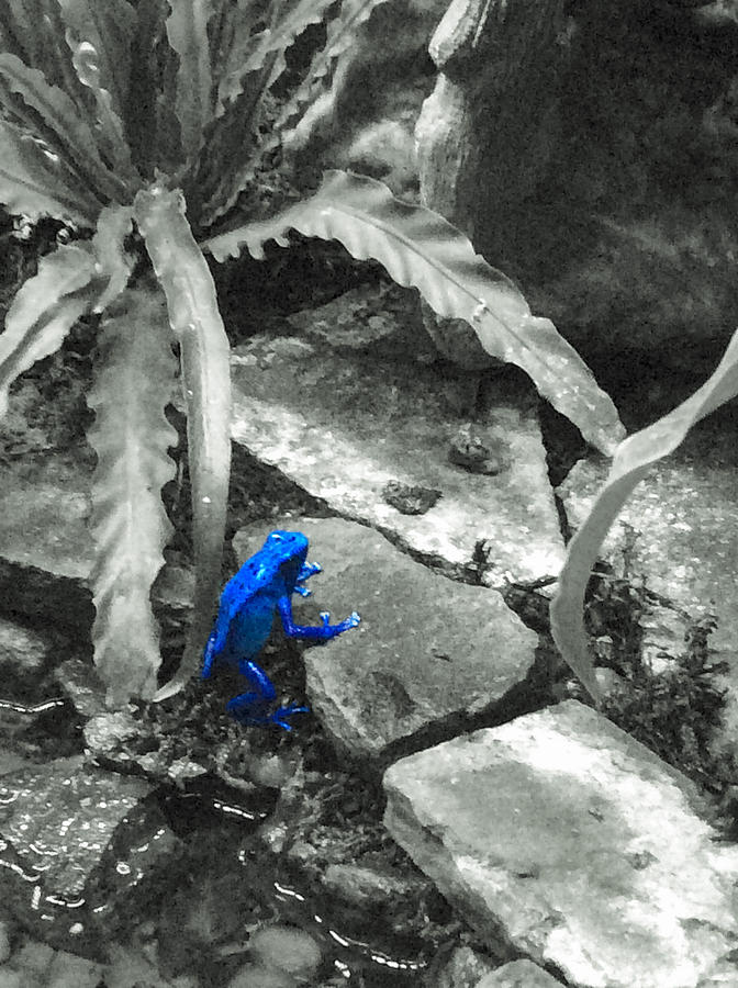 Blue Frog Photograph by Eileen Backman