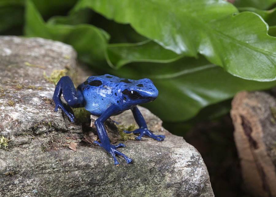 Blue frog on the move Photograph by Lillian King