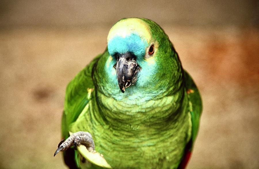 Blue Fronted Amazon Parrot Photograph by Gordon James